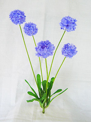 <img src="alium.jpg" alt="a bunch of alium"> 