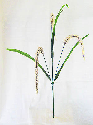 rice flower