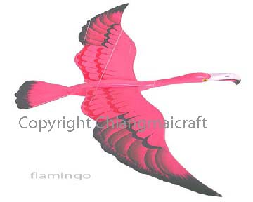 Flamingo bird
